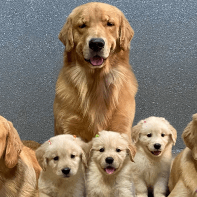 perros golden retriever medellin