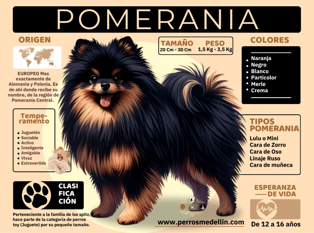 infografia perros pomerania colombia