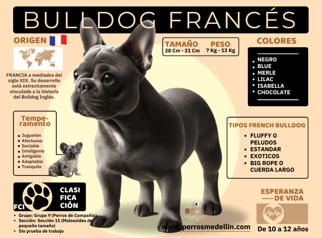 INFOGRAFIA PERRO bulldog frances MEDELLIN