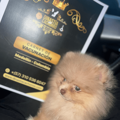 testimonios perros pomerania medellin