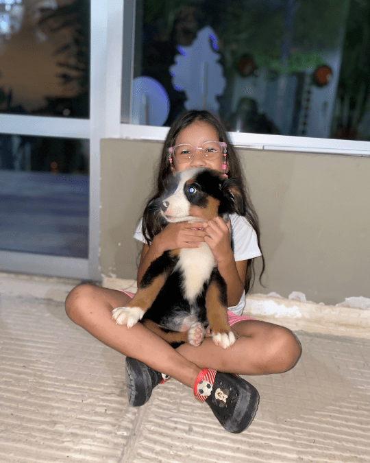 Perro salchicha Medellín - Dinastía del Cachorro