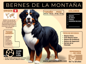 INFOGRAFIA PERRO BERNES DE LA MONTAÑA