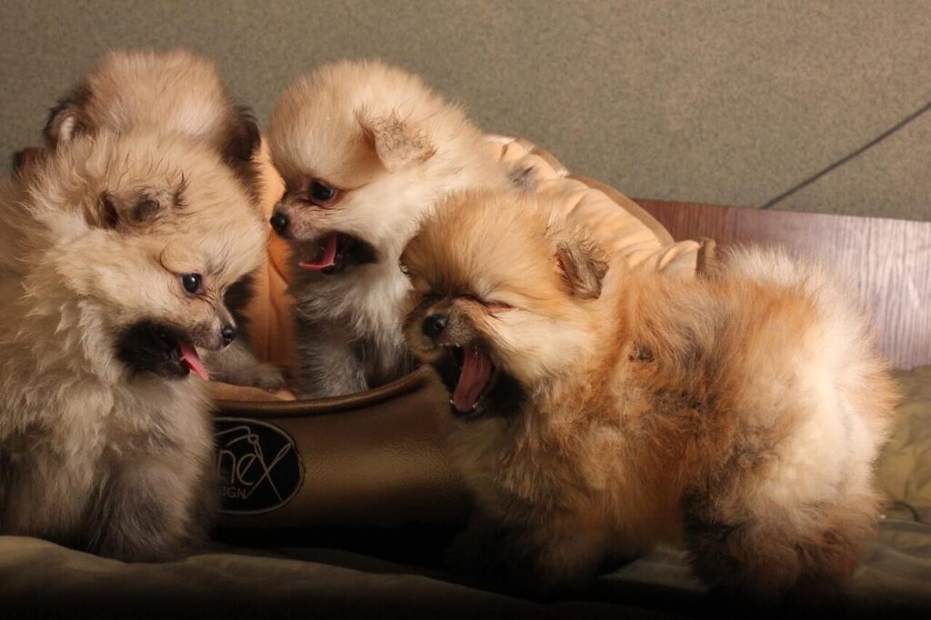 cachorros-pomerania-pedigree-perros-medellin