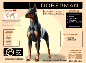 INFOGRAFIA PERRO DOBERMAN MEDELLIN