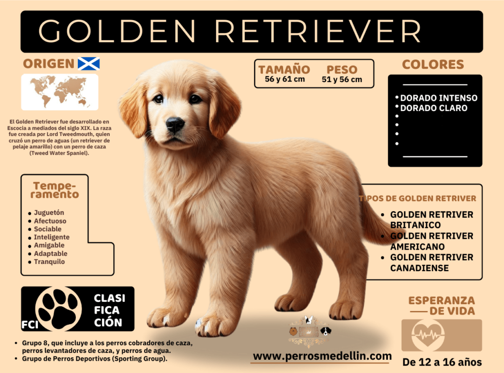 INFOGRAFIA PERRO GOLDEN RETRIVER MEDELLIN