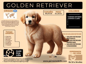 INFOGRAFIA PERRO GOLDEN RETRIVER MEDELLIN