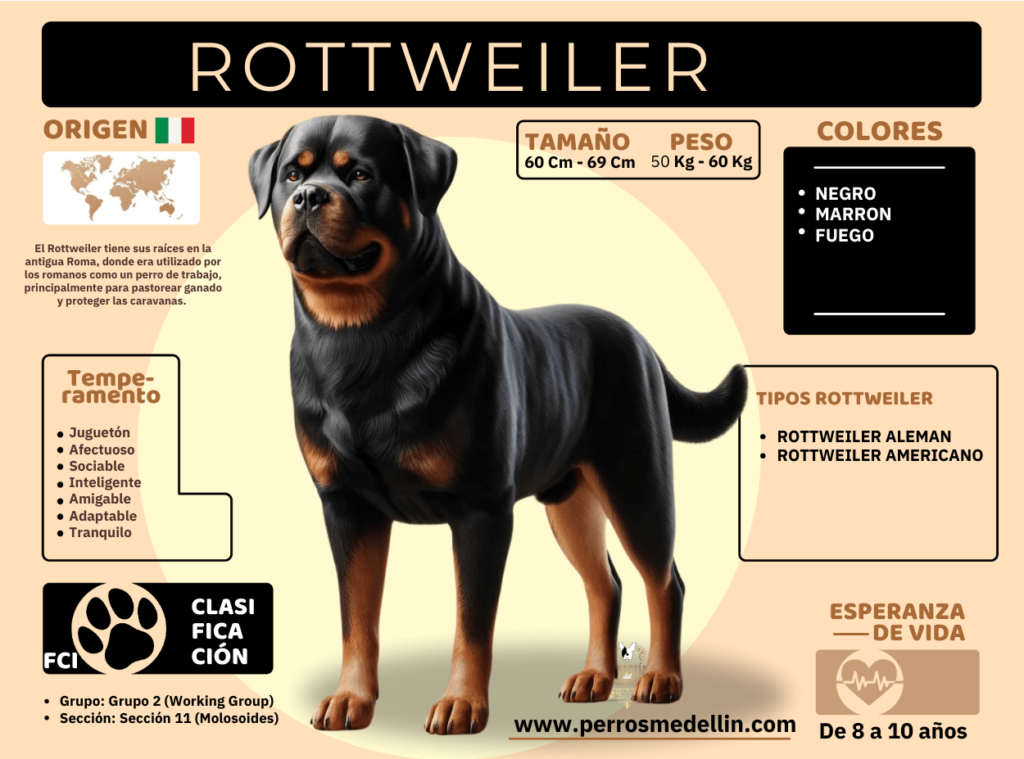 INFOGRAFIA PERRO ROTTWEILER MEDELLIN