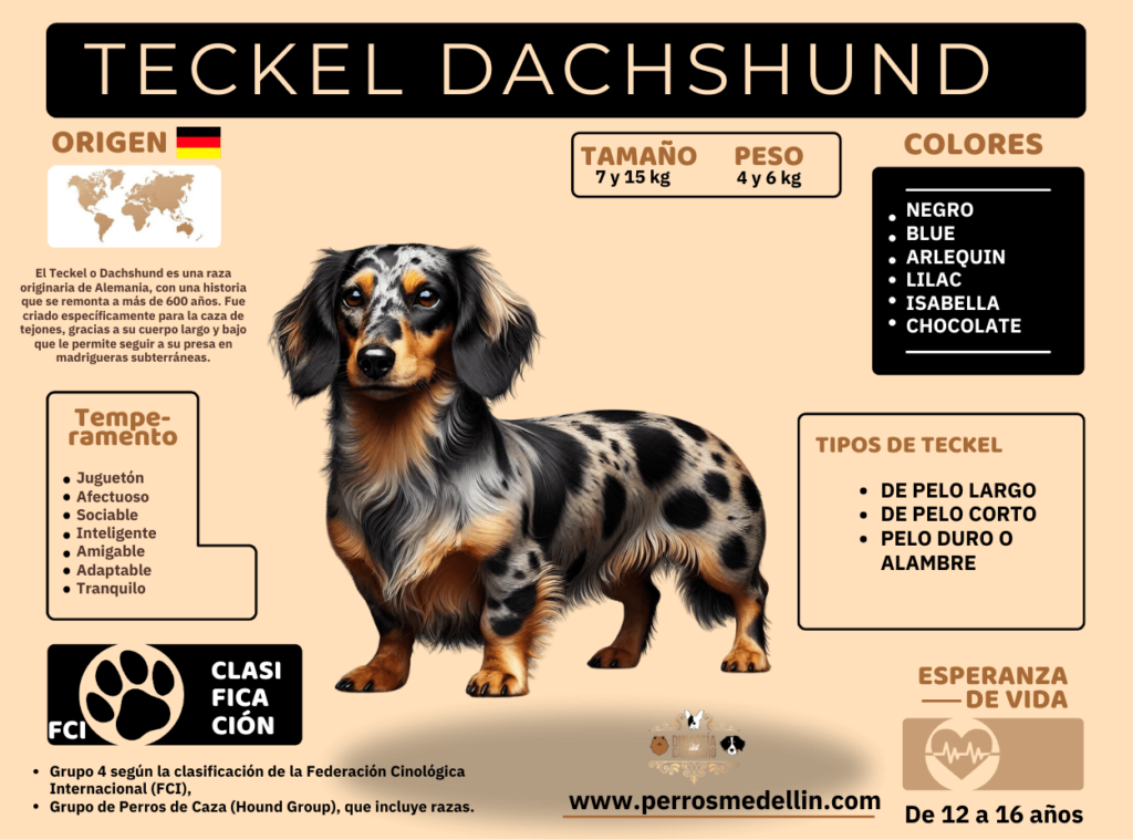 INFOGRAFIA PERRO TECKEL SALCHICHA MEDELLIN-