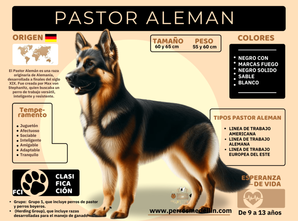 INFOGRAFIA PERRO PASTOR ALEMAN MEDELLIN