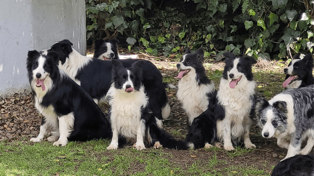 perros border collie precio medellin