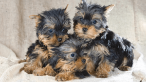 perros yorkshire terrier precio medellin