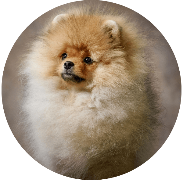 perros-medellin-home-pomerania-rusa