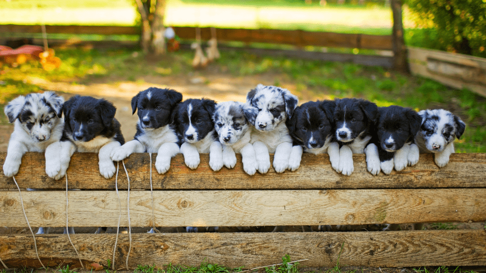 Border collie medellin