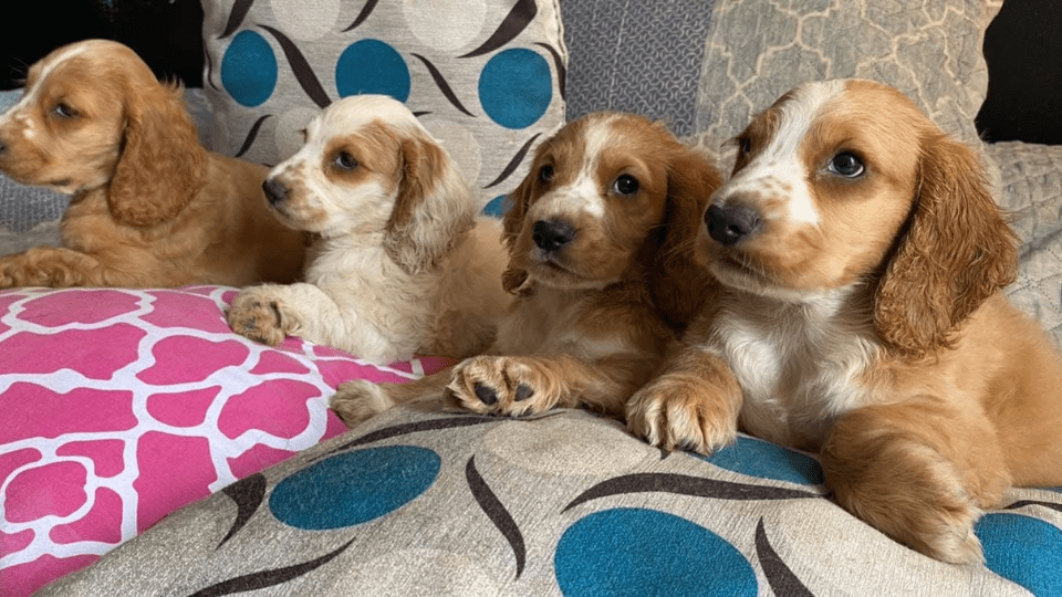 Cocker spaniel medellín