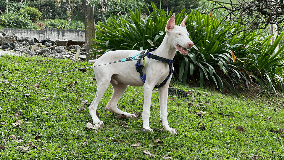 Perros Doberman Albino