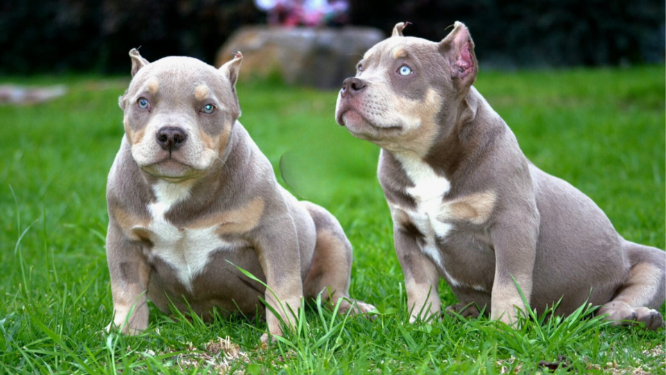 Perros American Bully