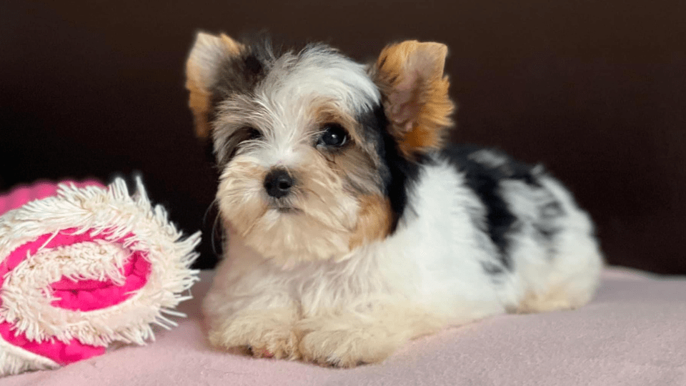 perros criadero biewer yorkshire terrier medellin