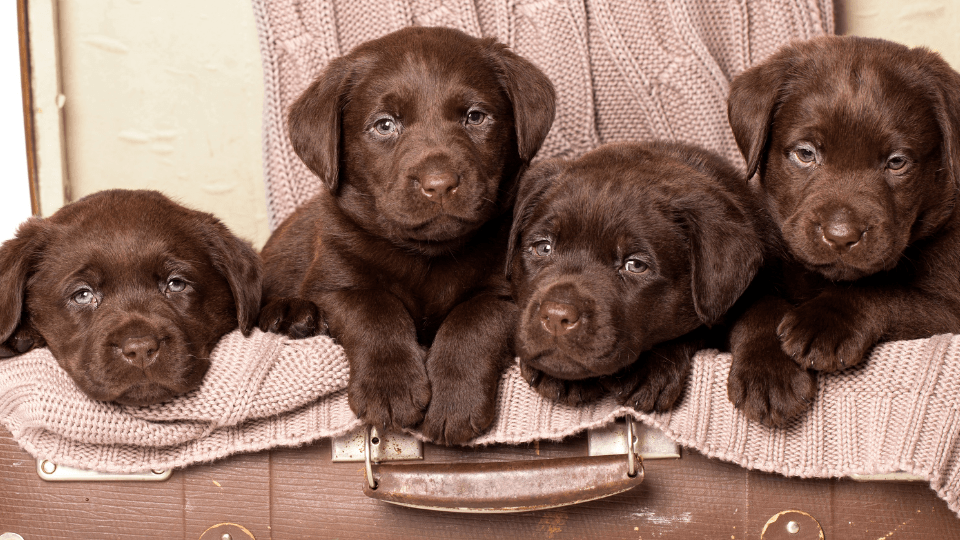 perro labrador retriever medellin