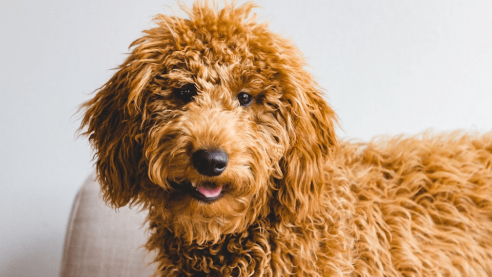 perros golden doodle medellin